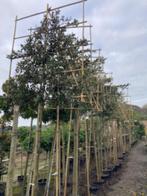 Lei-steeneik ( Quercus ilex leiboom ), Ophalen, In pot, Leiboom