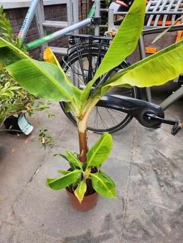 Bananenplant in pot beschikbaar voor biedingen