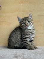 Kittens klaar voor nieuw huis, Dieren en Toebehoren, Katten en Kittens | Overige Katten, Meerdere dieren, Kortharig, 0 tot 2 jaar
