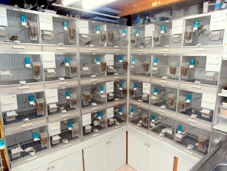 Opzoek naar Kweekkooien/broedhokken!, Dieren en Toebehoren, Vogels | Hokken en Kooien, Gebruikt, Overige typen, Overige materialen