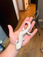 1.0 diablo blanco luipaardgekko, Dieren en Toebehoren, Hagedis, 0 tot 2 jaar