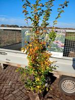 Parrotia,  Perzisch Ijzerhout,  meerstammige solitaire., Ophalen, Volle zon, Overige soorten