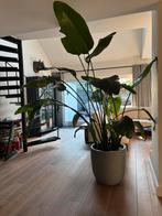 Strelitzia Paradijsvogelplant - Prachtige kamerplant!, Ophalen, 200 cm of meer, Overige soorten, Halfschaduw