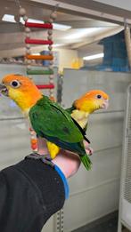 Roestkop Caique Baby 2025, Dieren en Toebehoren, Papegaai, Pratend