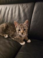 Lieve speelse kitten (poes), Dieren en Toebehoren, Katten en Kittens | Overige Katten, Poes, Kortharig, 0 tot 2 jaar