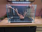 60 liter aquarium compleet incl. Chihiros led, Dieren en Toebehoren, Vissen | Aquaria en Toebehoren, Ophalen, Gebruikt, Leeg aquarium