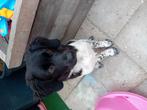 Lieve pup zoekt een warm huisje, Dieren en Toebehoren, Honden | Niet-rashonden, 15 weken tot 1 jaar, Reu, Eén hond, Middel