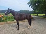 Mooie zwartbruine 3-jarige merrie Aristoteles V x Carambole, Dieren en Toebehoren, Paarden, Merrie, Springpaard, Minder dan 160 cm
