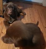 Vrolijke kruising Labrador pups., Dieren en Toebehoren, Reu, 8 tot 15 weken, CDV (hondenziekte), Eén hond