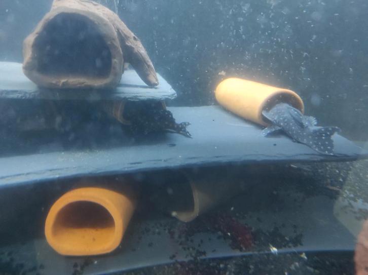 Goed ingespeelde kweekgroep wv l201, Dieren en Toebehoren, Vissen | Aquariumvissen, Vis