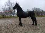 Friese merrie, Dieren en Toebehoren, Paarden, Merrie, Zadelmak, 160 tot 165 cm, 11 jaar of ouder