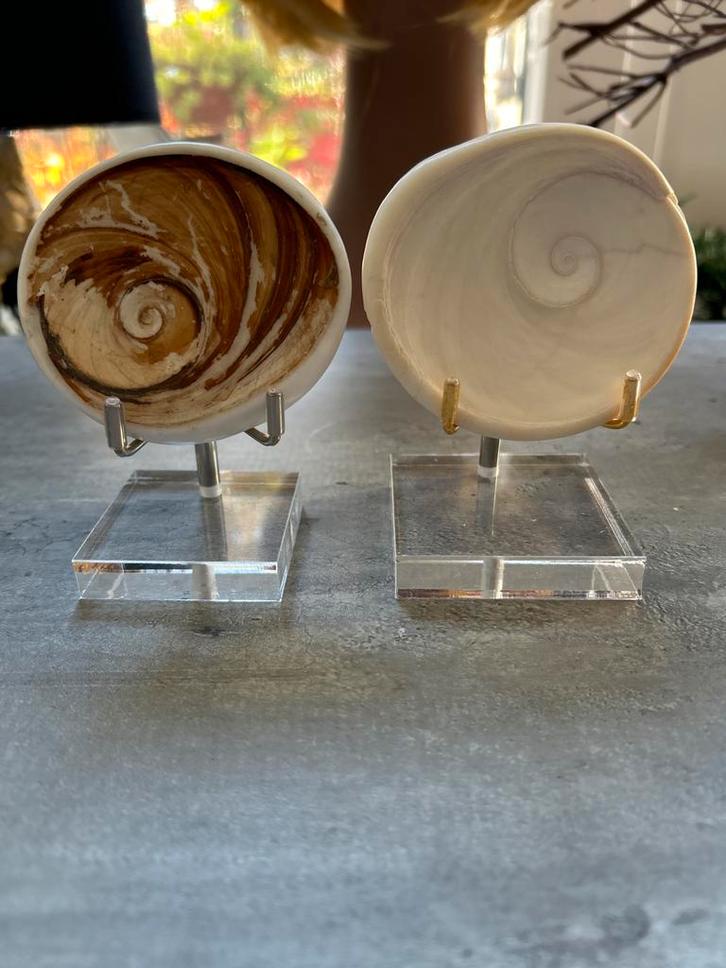 2 x Shiva's Eye Schelpen zeer groot- extra te koop de houder, Sieraden, Tassen en Uiterlijk, Edelstenen, Zo goed als nieuw, Ophalen of Verzenden