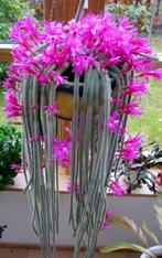 cactus - Aporocactus flagelliformis, Huis en Inrichting, Kamerplanten, Ophalen of Verzenden, Cactus, Volle zon, Minder dan 100 cm