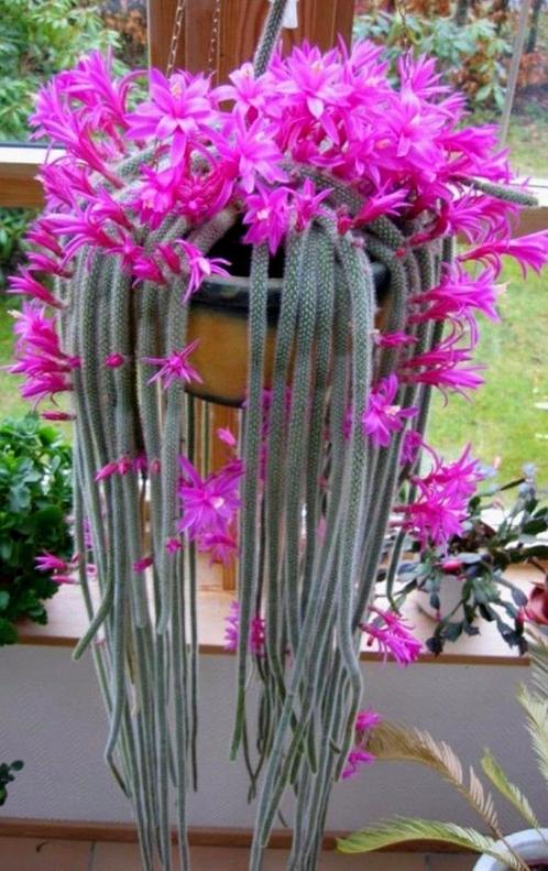 cactus - Aporocactus flagelliformis, Huis en Inrichting, Kamerplanten, Cactus, Minder dan 100 cm, Volle zon, Ophalen of Verzenden