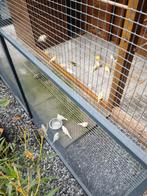Verschillende mooie kanaries, Meerdere dieren, Kleurkanarie