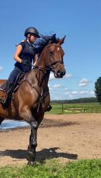 TE KOOP  spring/cross paard merrie 14 jaar 157,5, Dieren en Toebehoren, Paarden, Merrie, Springpaard, Minder dan 160 cm, Gechipt