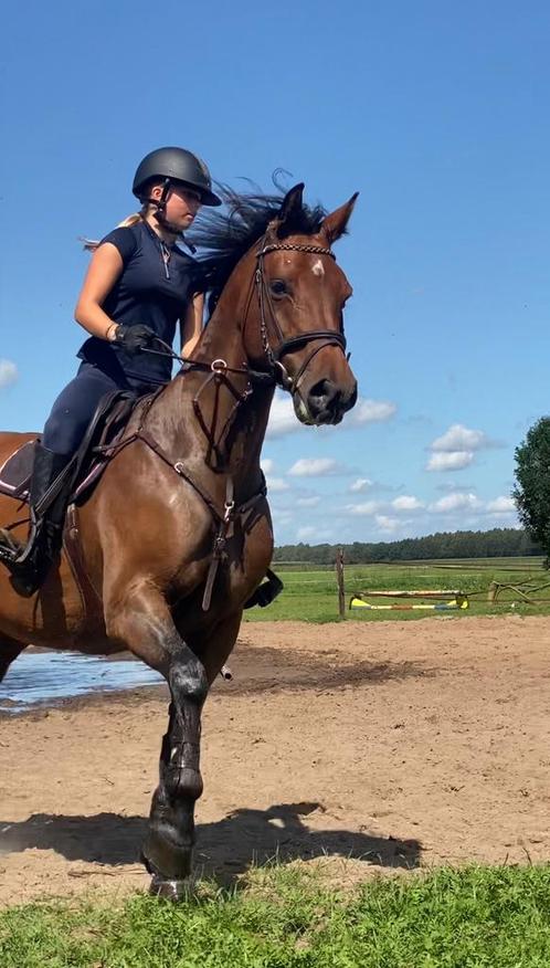 TE KOOP  spring/cross paard merrie 14 jaar 157,5, Dieren en Toebehoren, Paarden, Merrie, Minder dan 160 cm, 11 jaar of ouder, Springpaard
