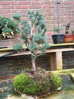 Picea Abies Spar Bonsai, Tuin en Terras, Bloeit niet, Overige soorten, Minder dan 100 cm, Ophalen