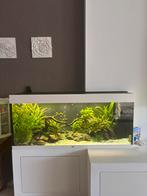 Juwel aquarium met daytime lamp met programma, Ophalen, Zo goed als nieuw, Leeg aquarium