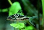 Corydora Napoensis - Pantsermeerval - Koidream Valburg, Dieren en Toebehoren, Vissen | Aquariumvissen, Vis, Zoetwatervis, Schoolvis