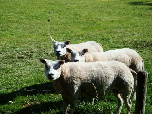 Enkele schapen, Dieren en Toebehoren, Schapen, Geiten en Varkens, Schaap, Vrouwelijk, 3 tot 5 jaar