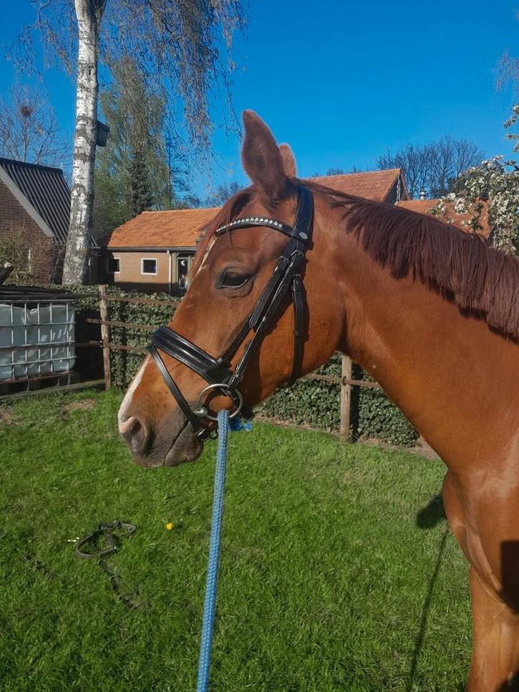 Gezocht bijrijder, ruiter, amazone, Dieren en Toebehoren, Paarden en Pony's | Verzorgingsproducten, Ophalen of Verzenden