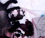 Shitzu boomer pups, Dieren en Toebehoren, Honden | Chihuahua's en Gezelschapshonden, Overige rassen, Meerdere, Meerdere dieren