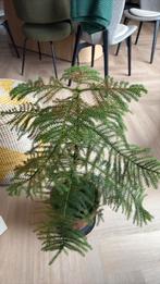 Kamerplant den in terracotta bloempot, Ophalen of Verzenden, Halfschaduw, Minder dan 100 cm