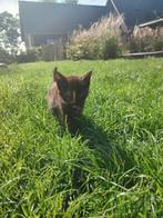 4 prachtige lieve kittens te koop, Dieren en Toebehoren, Katten en Kittens | Overige Katten, Meerdere dieren