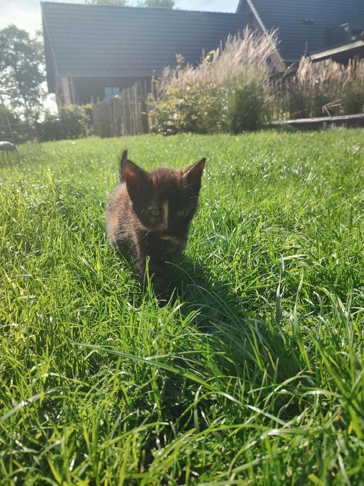 4 prachtige lieve kittens te koop, Dieren en Toebehoren, Katten en Kittens | Overige Katten, Meerdere dieren