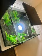 Vissen Aquarium, Dieren en Toebehoren, Vis