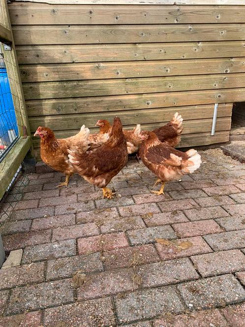 legkippen hennen cumbasil mite  tegen bloedluis, Dieren en Toebehoren, Pluimvee, Kip, Vrouwelijk