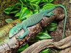 Varanus prasinus ‘Merauke’ 1.0, Hagedis, 0 tot 2 jaar