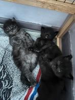 Mooie Maine Coon-kittens, Poes, Gechipt