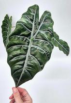 Alocasia Chantrieri Planten te koop, Ophalen of Verzenden, Overige soorten, Minder dan 100 cm