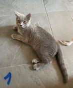 Brits Korthaar kitten ter adoptie, Meerdere dieren, Gechipt, 0 tot 2 jaar