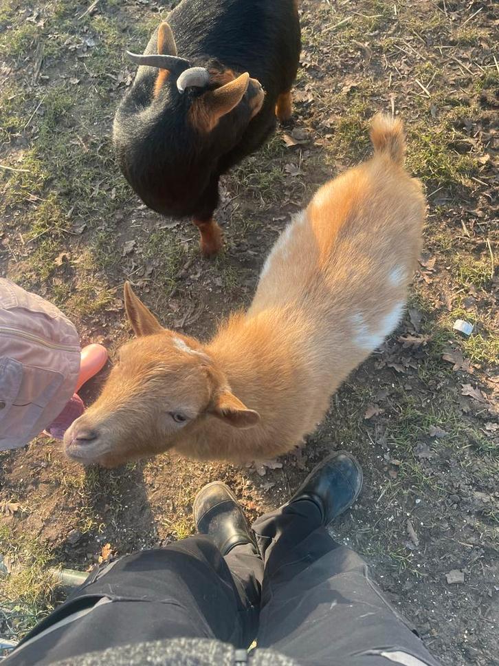 Hoornloos bokje, Dieren en Toebehoren, Schapen, Geiten en Varkens, Geit, Mannelijk
