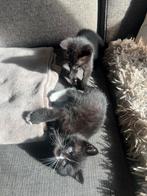 Kitten, Dieren en Toebehoren, Katten en Kittens | Overige Katten