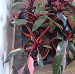 Philodendron 'pink princess' plant (evt met pot, Ophalen, Overige soorten, Halfschaduw, In pot