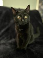 Maine coon kittens, Dieren en Toebehoren, Katten en Kittens | Raskatten | Langhaar, Meerdere dieren, Ontwormd, 0 tot 2 jaar