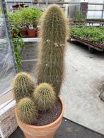 Cactus Helianthocereus poco (Echinopsis tarijensis) 37cm pot, Huis en Inrichting, Cactus, 100 tot 150 cm, In pot, Bloeiende kamerplant