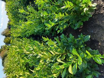 prunus l rotundifolia  beschikbaar voor biedingen