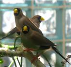 Gezocht masker amadines, Dieren en Toebehoren, Vogels | Overige Vogels, Meerdere dieren