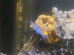 10x Garnalen mix blue jelly, red rilli, wildcolor, Dieren en Toebehoren, Kreeft, Krab of Garnaal, Zoetwatervis, Schoolvis