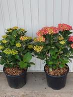 hydrangea macr. leuchtfeuer, Vaste plant, Halfschaduw, Zomer, Ophalen
