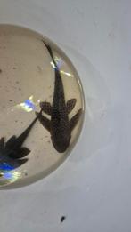 2 grote pleco algeneters!mooie vissen!!!maar€17,50 samen!, Dieren en Toebehoren, Vissen | Aquariumvissen