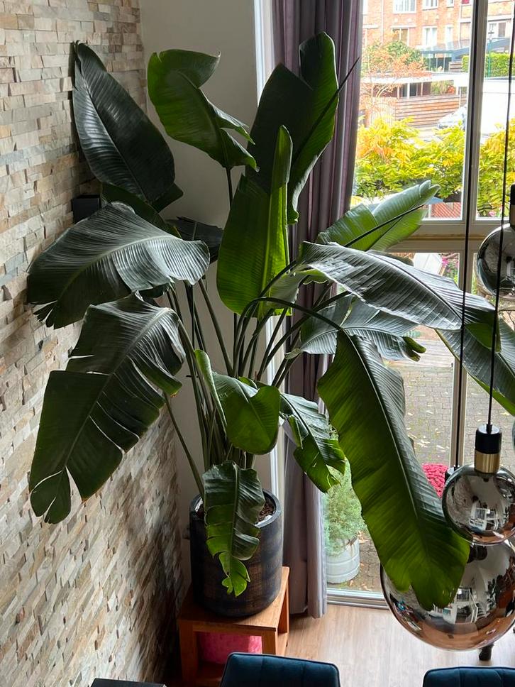 Grote Strelitzia Nicolai (3m) - Wegens ruimtegebrek, Huis en Inrichting, Kamerplanten, Overige soorten, 200 cm of meer, Groene kamerplant
