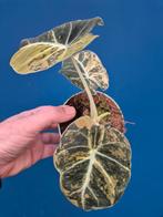 Alocasia Black Velvet Gold p10, Huis en Inrichting, Ophalen of Verzenden, Halfschaduw, Minder dan 100 cm