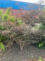 Japanse esdoorn, Tuin en Terras, Planten | Bomen, Ophalen, Bloeit niet, Halfschaduw, Overige soorten