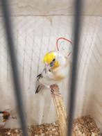 Mayoor putter witkop pop 2025, Dieren en Toebehoren, Vrouwelijk, Wildzangvogel